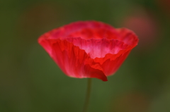 DSC04093-P