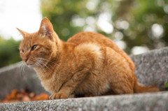 公園の猫