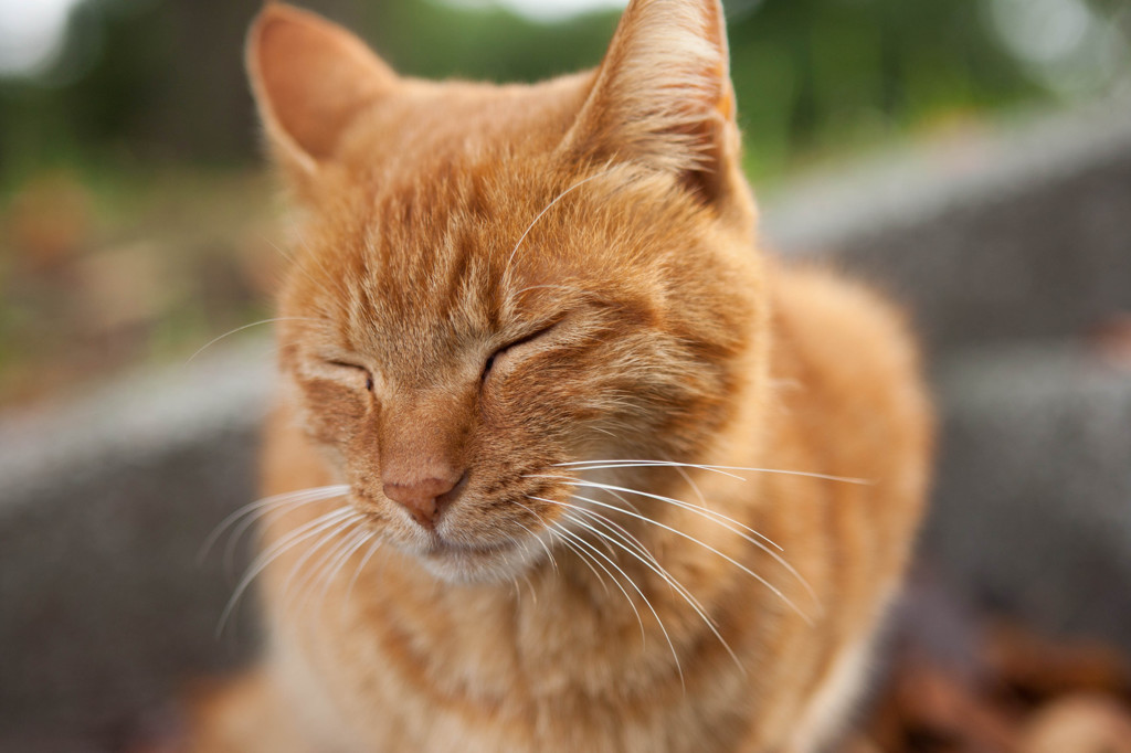 公園の猫