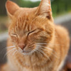 公園の猫