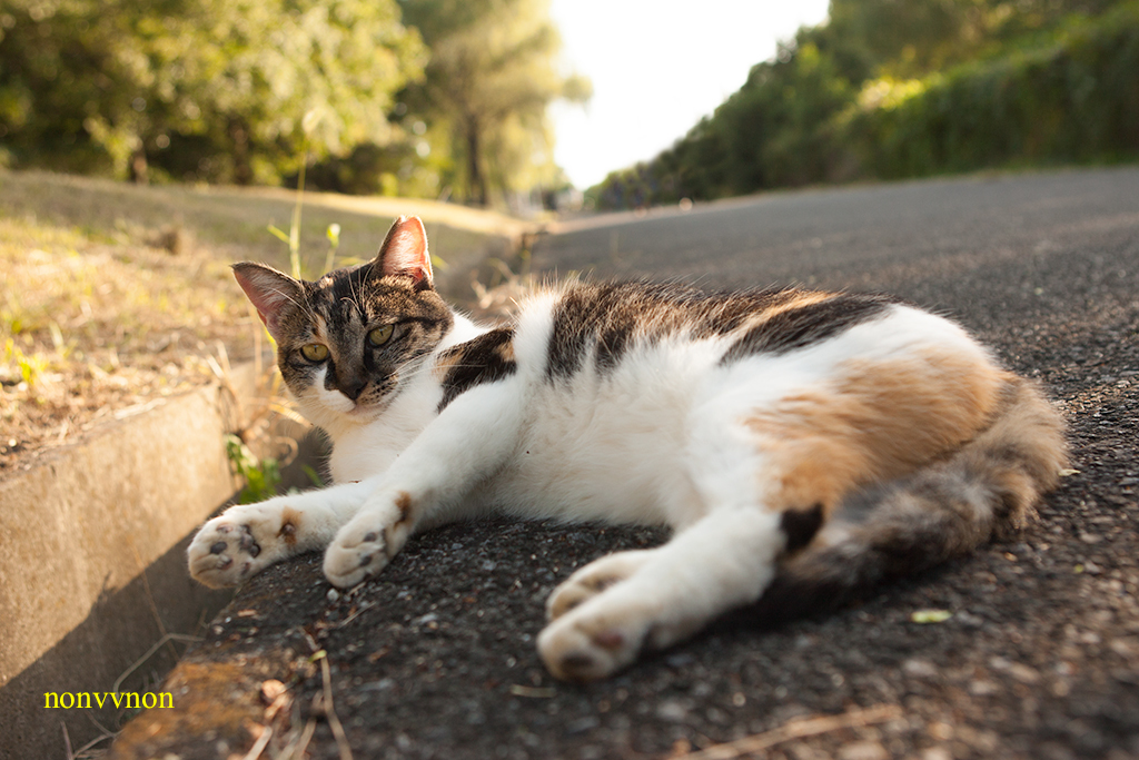 公園の猫