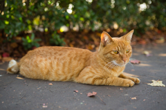 公園の猫