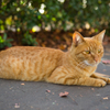 公園の猫