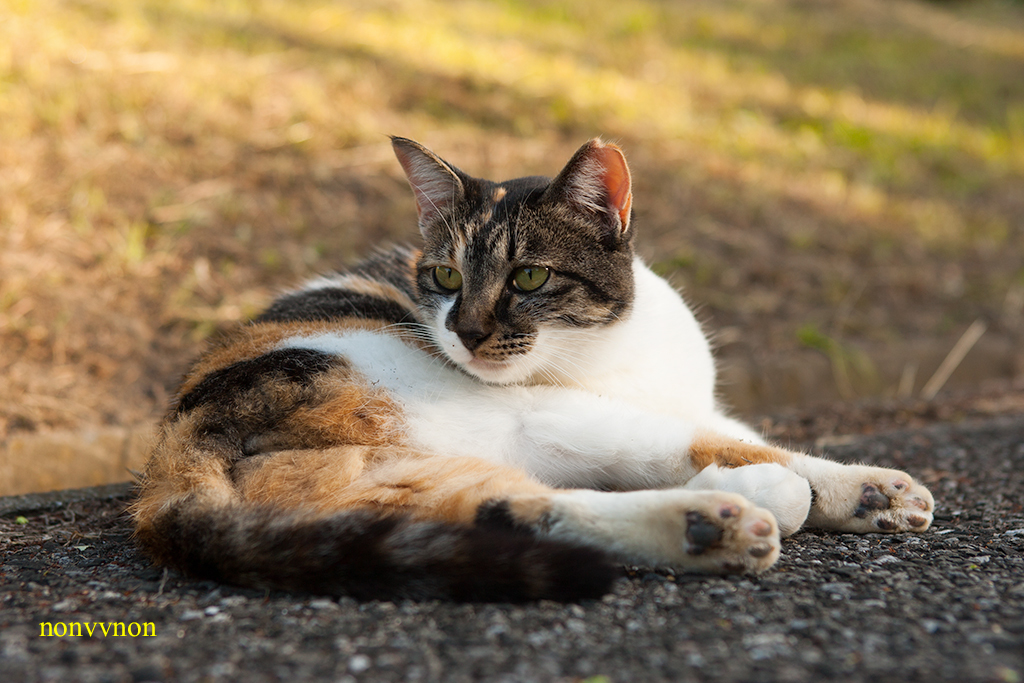 公園の猫