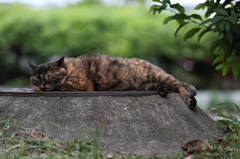 冷たくて気持ちいいにゃぁ