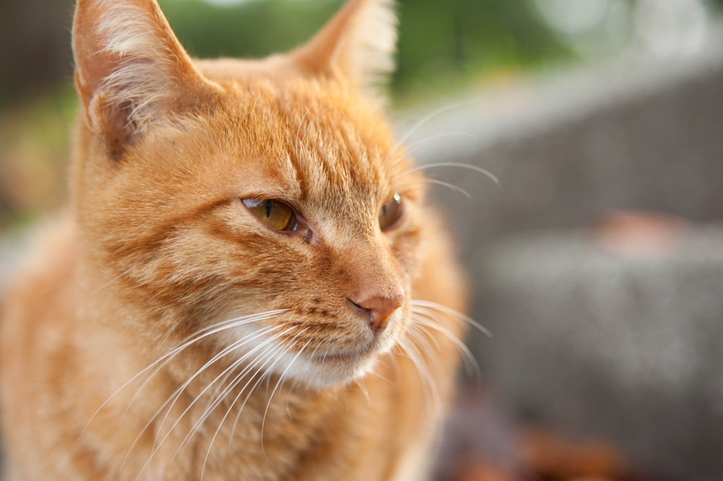 公園の猫