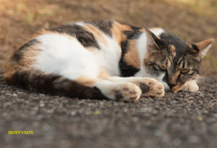 公園の猫