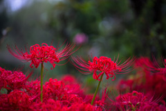 曼珠沙華