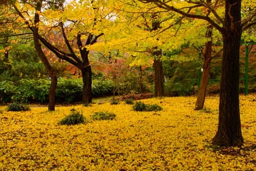 わぁ！地球に生まれて良かった