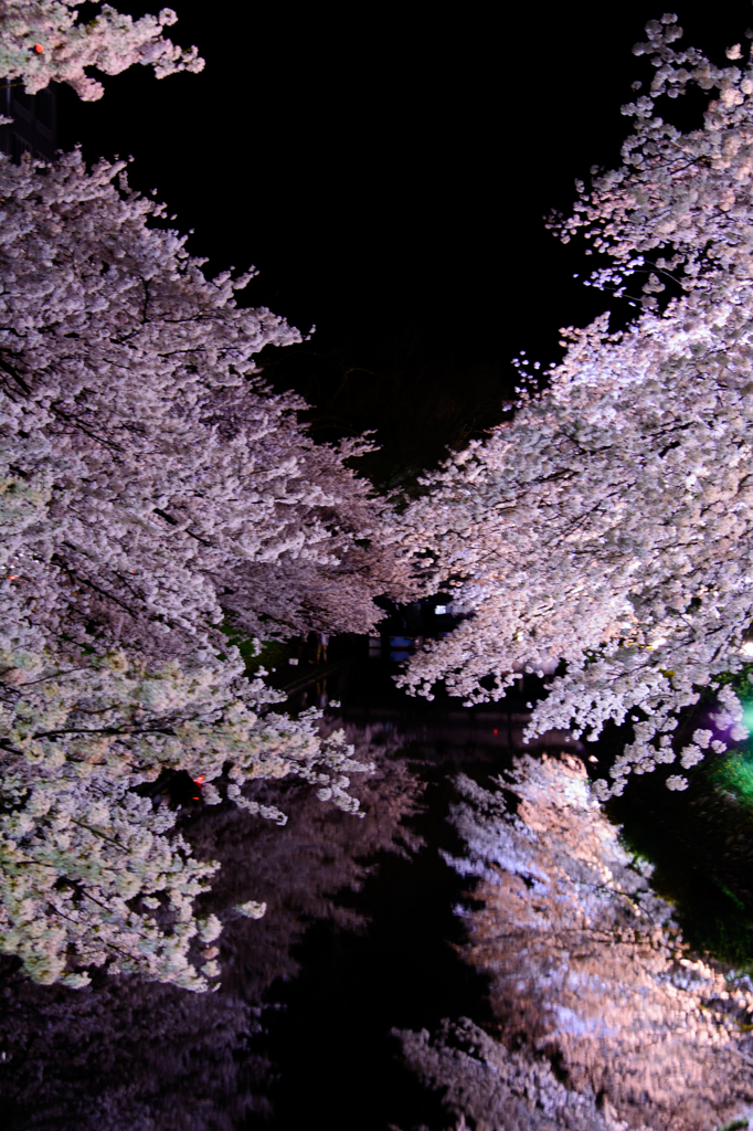 桜の魔力