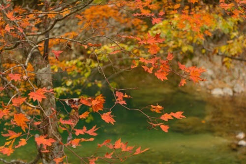 ひたすら紅く