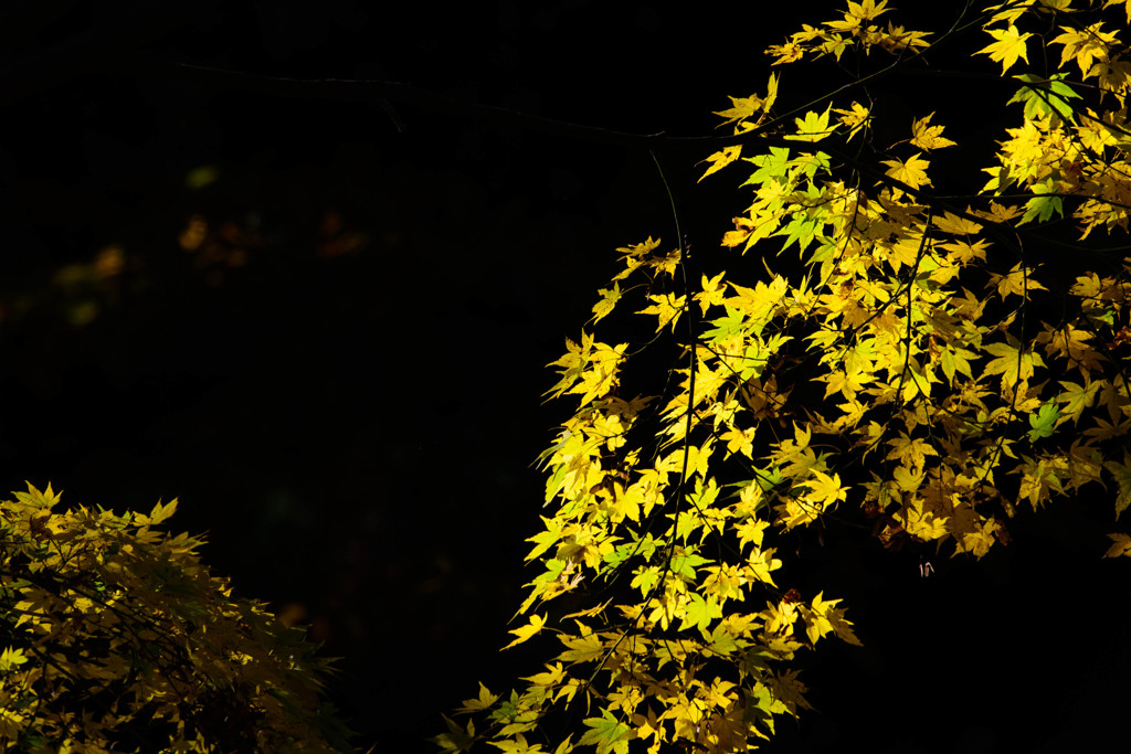 流れる紅葉