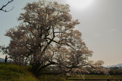 夕日の一本桜