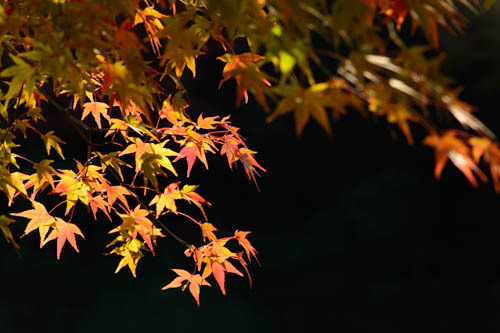 ＴＨＥ ＪＡＰＡＮ