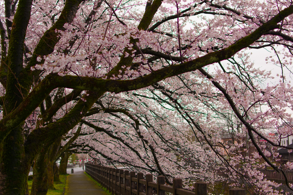 桜のアーチ！