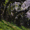 桜色の涙