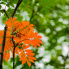 紅葉じゃないけれど・・・