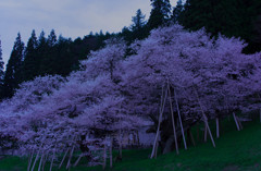 1100年の時を超えて・・・