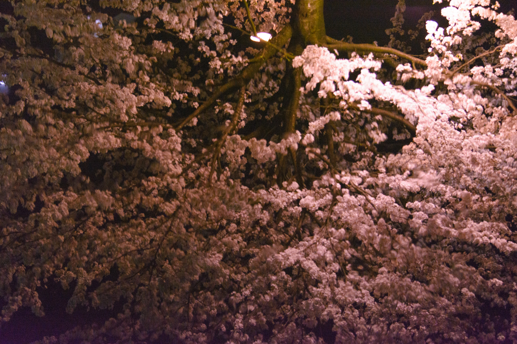 鏡のなかのsakura