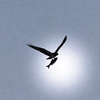 白鳥さんじゃなかった！空飛ぶ魚！！