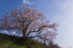 野生の桜