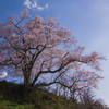 野生の桜
