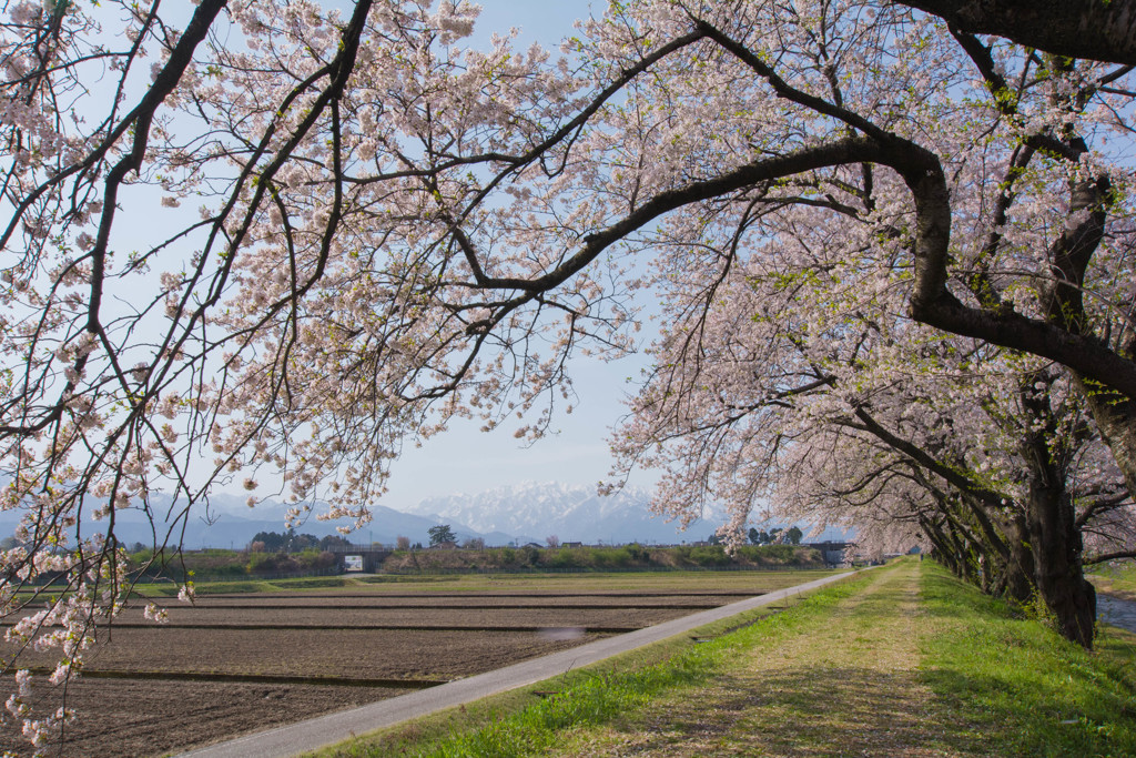 桜トンネル