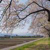 桜トンネル