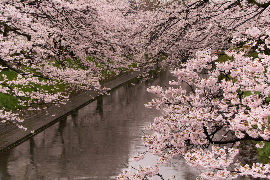 しっとりと、雨