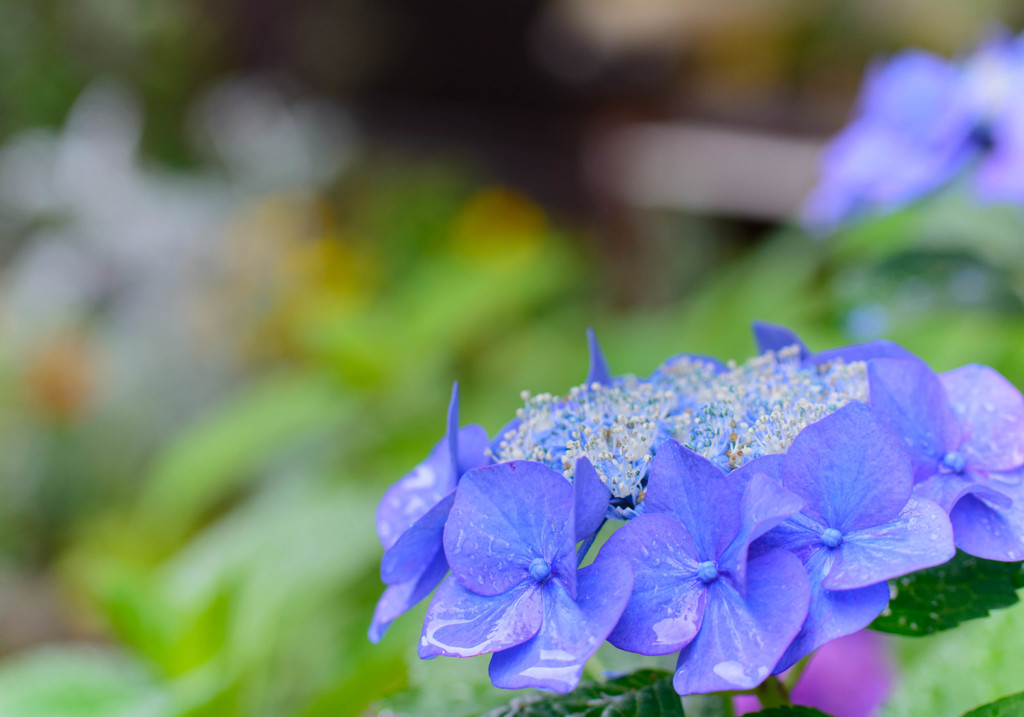 飛騨紫陽花