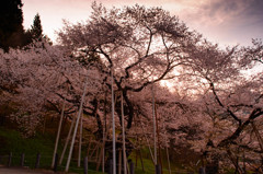 1100年ずっと毎年咲き続けてきた一日目が始まる