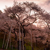 1100年ずっと毎年咲き続けてきた一日目が始まる