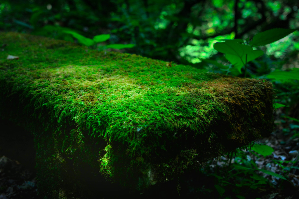 苔むすベンチ！
