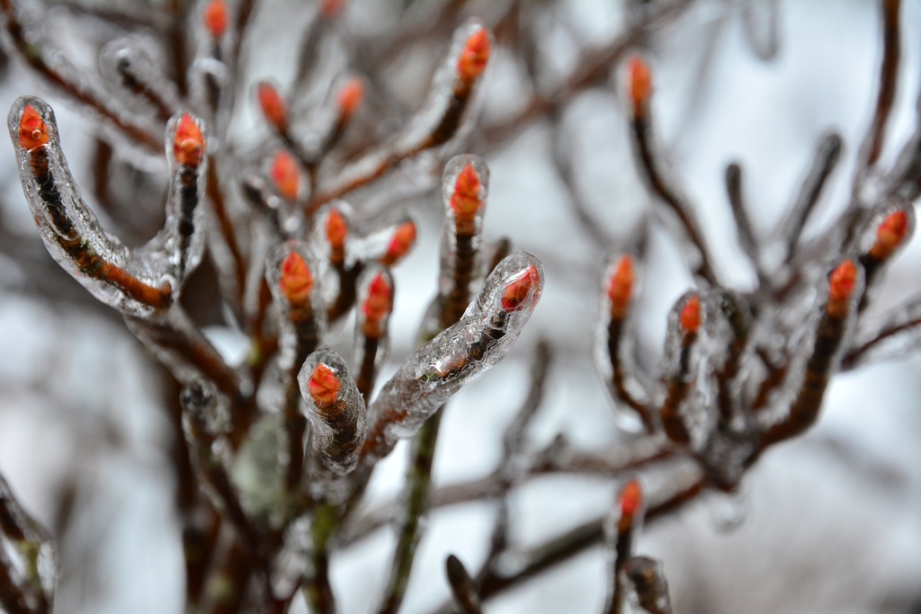 河口湖で樹氷を発見