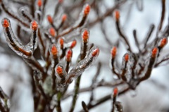 河口湖で樹氷を発見