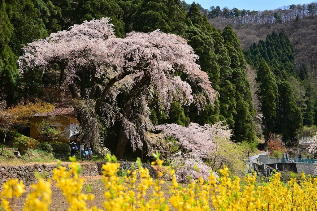 長野　大日向観音の枝垂れ桜