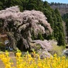 長野　大日向観音の枝垂れ桜