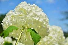 東京サマーランド　アナベル