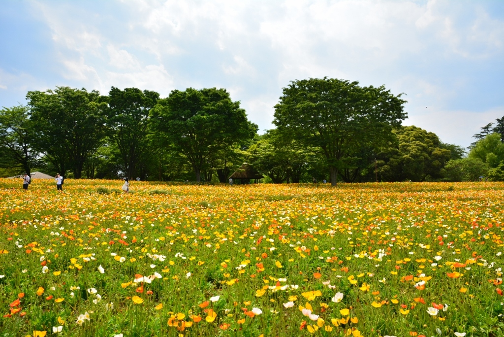 昭和記念公園のポピー花畑