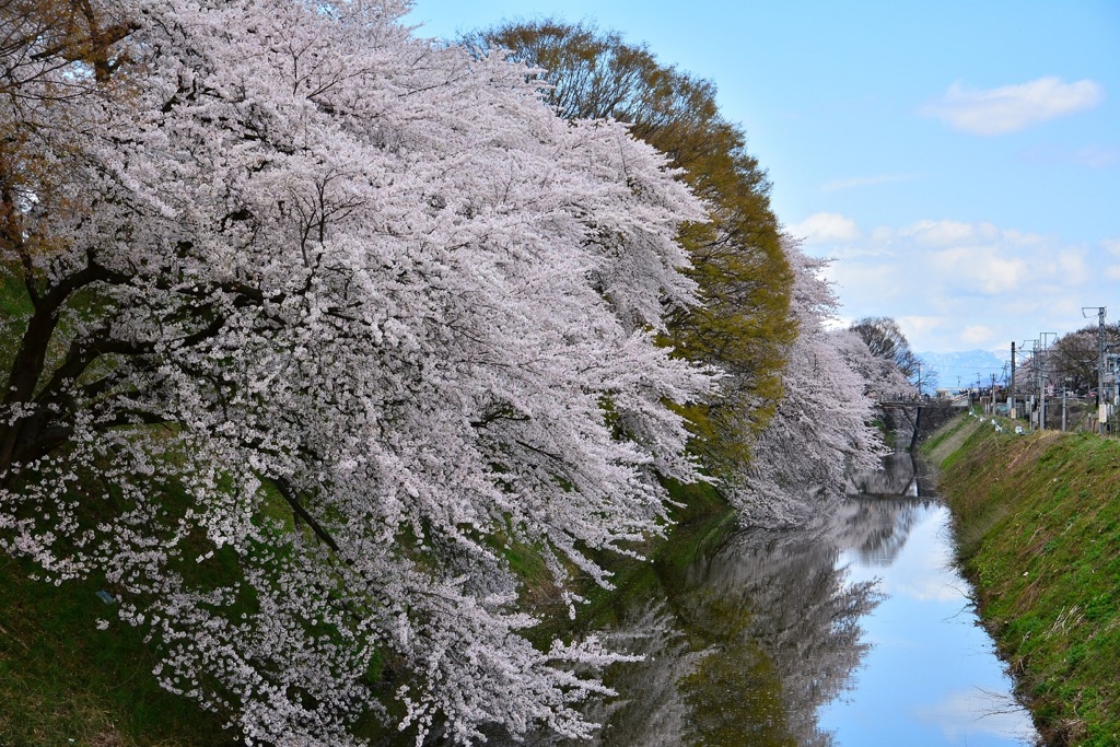 霞城公園  お堀の桜
