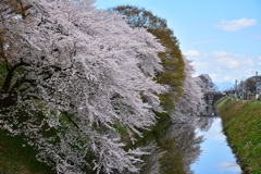 霞城公園  お堀の桜