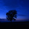 在りし日の「哲学の木」