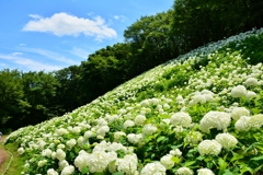 東京サマーランド　あじさい園の「アナベルの山」です。