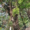 木陰のブランコ