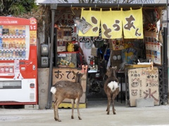 ごめんください〜