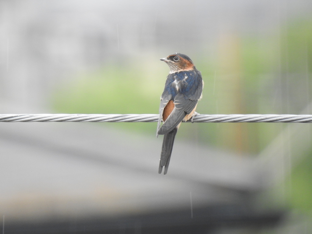 雨の中のコシアカさん