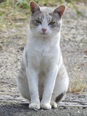 ねこさんのポートレート