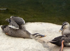 岩の上でひと休み