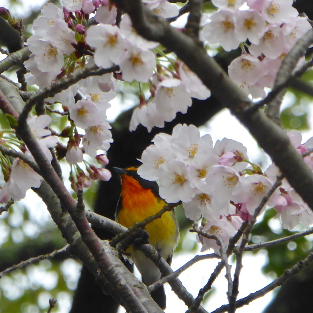 お花見キビタキさん