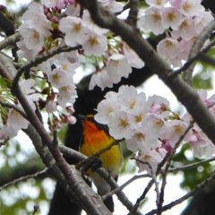お花見キビタキさん